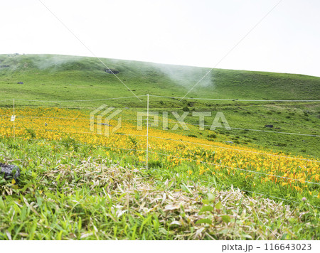 車山肩辺りに咲くニッコウキスゲ(2024年) 車山肩辺りに咲くニッコウキスゲ(2024年) 116643023