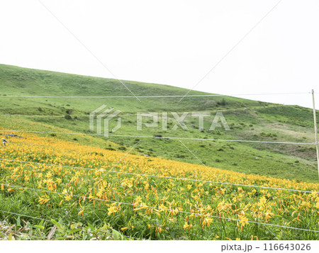 車山肩辺りに咲くニッコウキスゲ（2024年） 116643026