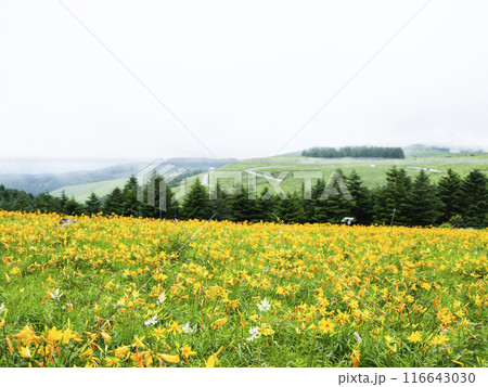 車山肩辺りに咲くニッコウキスゲ（2024年） 116643030