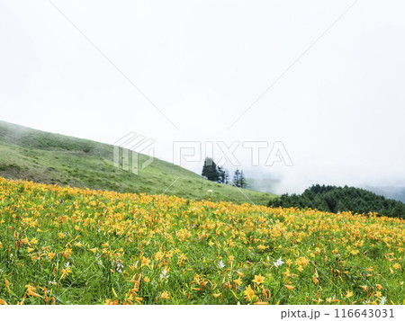 車山肩辺りに咲くニッコウキスゲ（2024年） 116643031