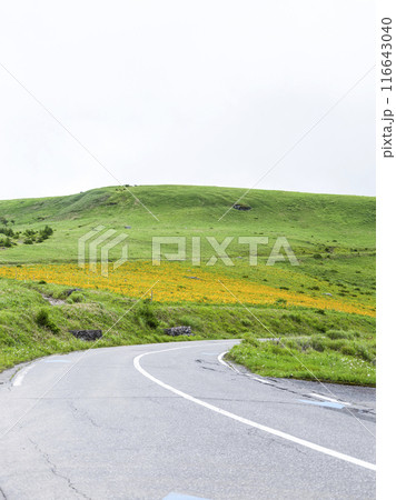 車山肩辺りに咲くニッコウキスゲ(2024年) 車山肩辺りに咲くニッコウキスゲ(2024年) 116643040