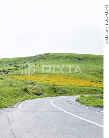 車山肩辺りに咲くニッコウキスゲ(2024年) 車山肩辺りに咲くニッコウキスゲ(2024年) 116643041