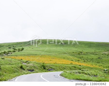 車山肩辺りに咲くニッコウキスゲ（2024年） 116643042