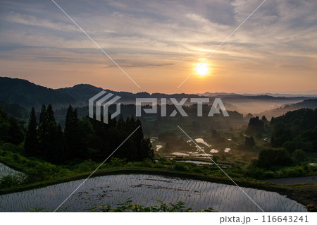 輝く棚田 116643241