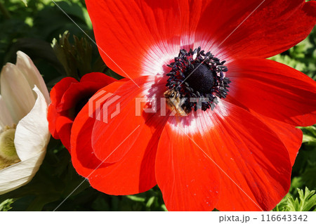 赤いアネモネの花の蜜を吸うミツバチ 116643342