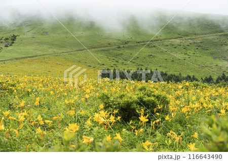 霧ヶ峰高原に咲くニッコウキスゲ（2024年） 116643490