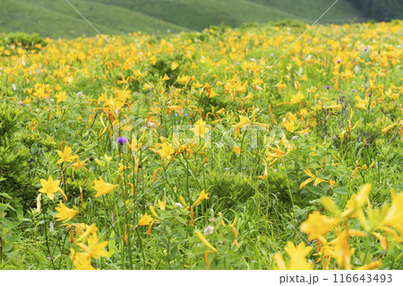 霧ヶ峰高原に咲くニッコウキスゲ（2024年） 116643493