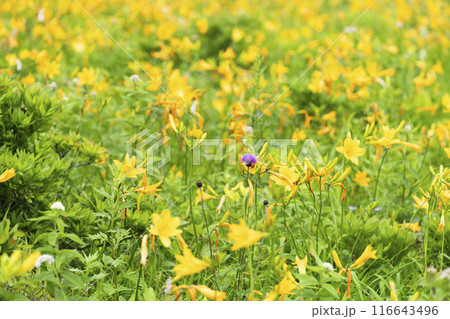 霧ヶ峰高原に咲くニッコウキスゲ(2024年) 霧ヶ峰高原に咲くニッコウキスゲ(2024年) 116643496
