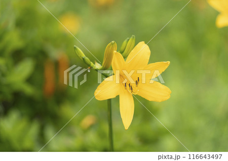 霧ヶ峰高原に咲くニッコウキスゲ(2024年) 霧ヶ峰高原に咲くニッコウキスゲ(2024年) 116643497