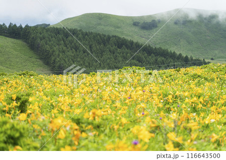 霧ヶ峰高原に咲くニッコウキスゲ（2024年） 116643500
