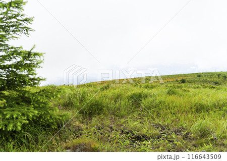 霧ヶ峰高原に咲くニッコウキスゲ(2024年) 霧ヶ峰高原に咲くニッコウキスゲ(2024年) 116643509