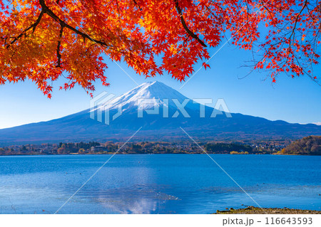 【富士山素材】秋の河口湖から見る冠雪した富士山と紅葉【山梨県】 116643593