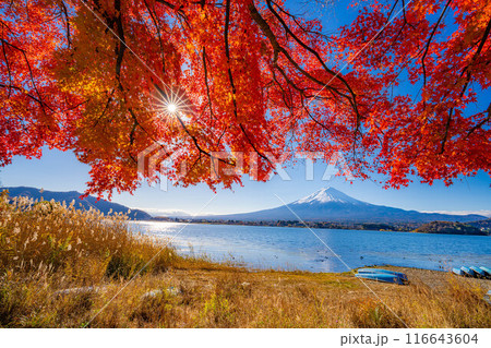 【富士山素材】秋の河口湖から見る冠雪した富士山と紅葉【山梨県】 116643604