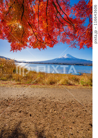 【富士山素材】秋の河口湖から見る冠雪した富士山と紅葉【山梨県】 【富士山素材】秋の河口湖から見る冠雪した富士山と紅葉【山梨県】 116643606