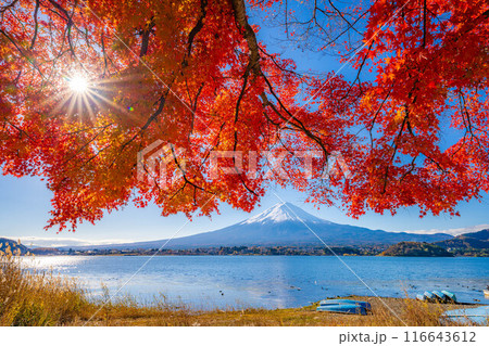 【富士山素材】秋の河口湖から見る冠雪した富士山と紅葉【山梨県】 【富士山素材】秋の河口湖から見る冠雪した富士山と紅葉【山梨県】 116643612
