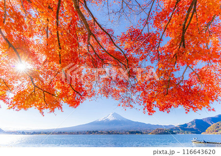 【富士山素材】秋の河口湖から見る冠雪した富士山と紅葉【山梨県】 116643620