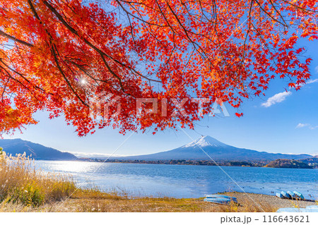 【富士山素材】秋の河口湖から見る冠雪した富士山と紅葉【山梨県】 116643621