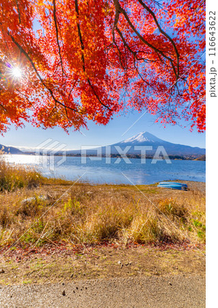 【富士山素材】秋の河口湖から見る冠雪した富士山と紅葉【山梨県】 116643622