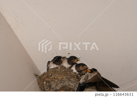 ツバメ ヒナ 鎌倉市内 ツバメ ヒナ 鎌倉市内 116643631