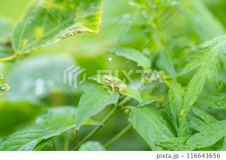 【梅雨素材】葉っぱに乗っかるアマガエル【長野県】 【梅雨素材】葉っぱに乗っかるアマガエル【長野県】 116643656