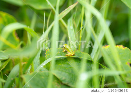 【梅雨素材】葉っぱに乗っかるアマガエル【長野県】 116643658