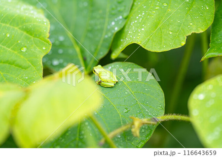 【梅雨素材】葉っぱに乗っかるアマガエル【長野県】 【梅雨素材】葉っぱに乗っかるアマガエル【長野県】 116643659