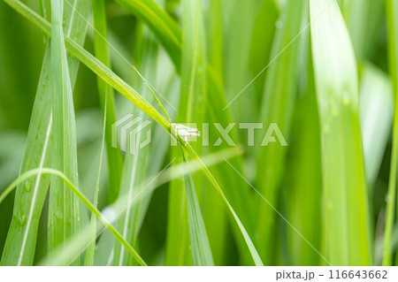 【梅雨素材】葉っぱに乗っかるアマガエル【長野県】 【梅雨素材】葉っぱに乗っかるアマガエル【長野県】 116643662