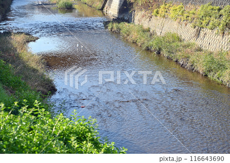 中山道深谷宿:旧中山道 唐沢川 深谷市 中山道深谷宿:旧中山道 唐沢川 深谷市 116643690