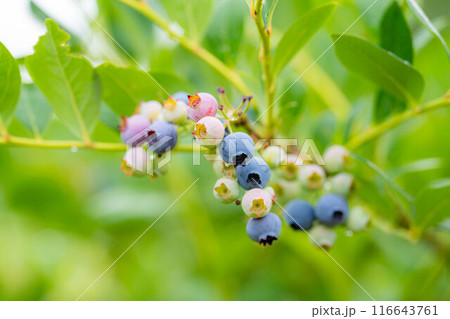 【果実素材】木に生っているブルーベリー【長野県】 116643761