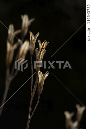 タカサゴユリの花殻 タカサゴユリの花殻 116643789