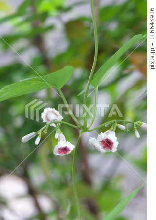 ヘクソカズラ 116643916