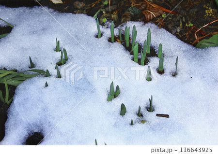 雪解けの雪の中から芽を出し始めた水仙たち、もうすぐ春がやってくる。いち早く黄色い花を咲かせようと 116643925
