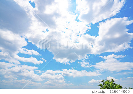 夏の雲と木立 116644000