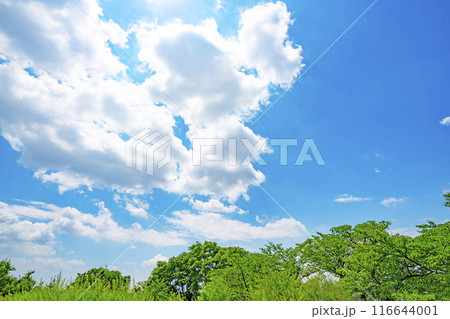 夏の雲と木立 116644001