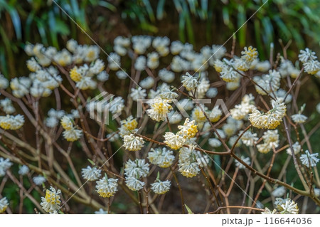 木漏れ日浴びて輝く満開のミツマタの花 木漏れ日浴びて輝く満開のミツマタの花 116644036