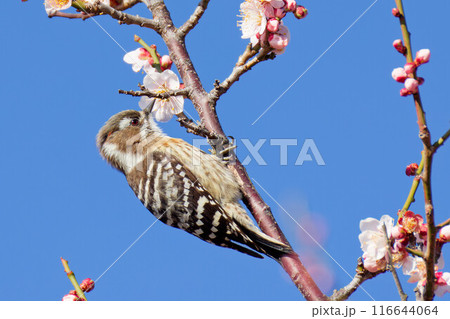 青空バックに満開の梅の花蜜を吸うコゲラ 116644064
