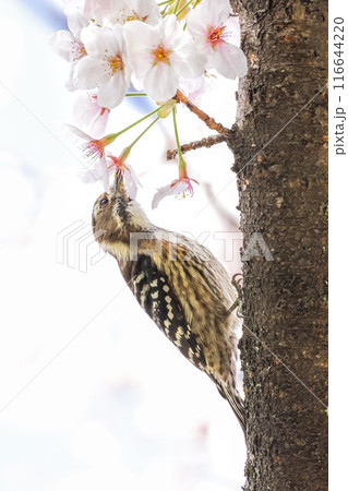 桜の花の蜜を吸うコゲラ 桜の花の蜜を吸うコゲラ 116644220