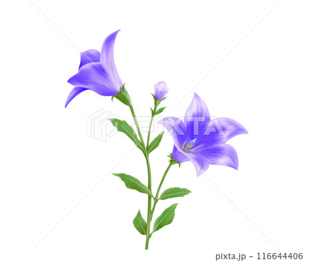 紫色の桔梗のリアルな水彩イラスト 116644406