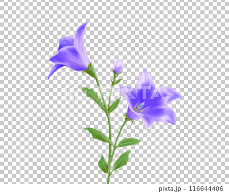 紫色の桔梗のリアルな水彩イラスト 116644406