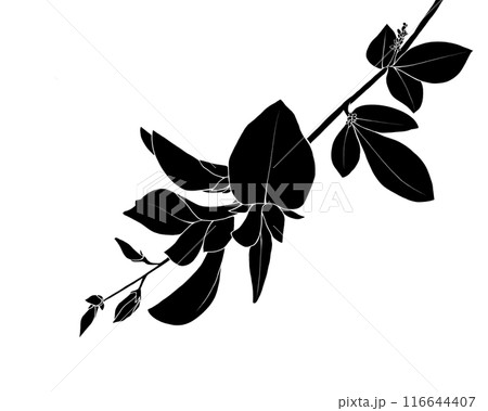 萩の花の白黒イラスト(白抜き) 萩の花の白黒イラスト(白抜き) 116644407