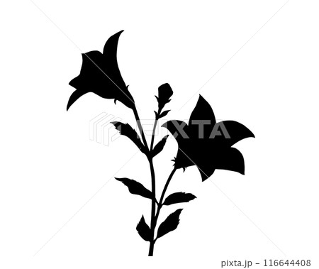 桔梗のシルエットイラスト 116644408