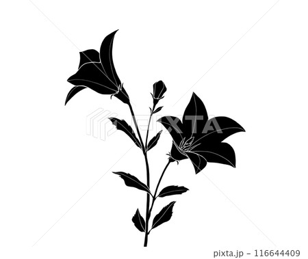 桔梗の白黒イラスト（白抜き） 116644409