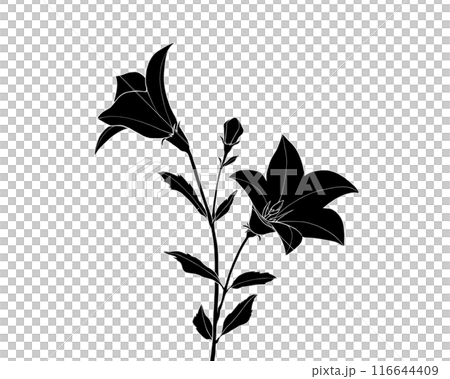 桔梗の白黒イラスト（白抜き） 116644409