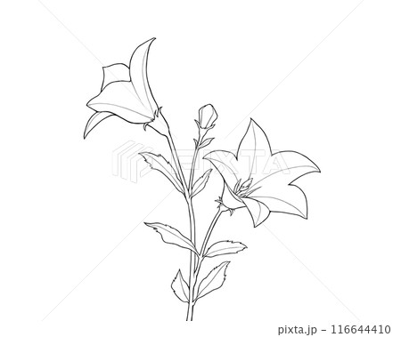 桔梗の線画イラスト 116644410