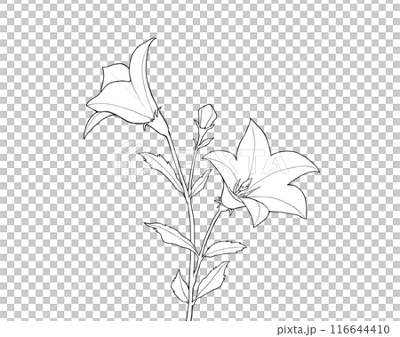 桔梗の線画イラスト 116644410