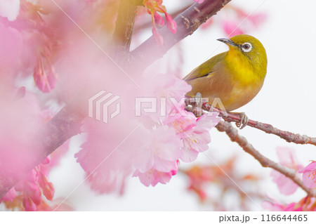 満開のカワズザクラに留まるメジロ 116644465