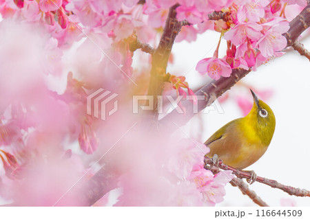 カワズザクラの蜜を吸おうとするメジロ 116644509