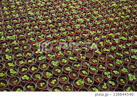 Young houseplants growing in flowerpots 116644540