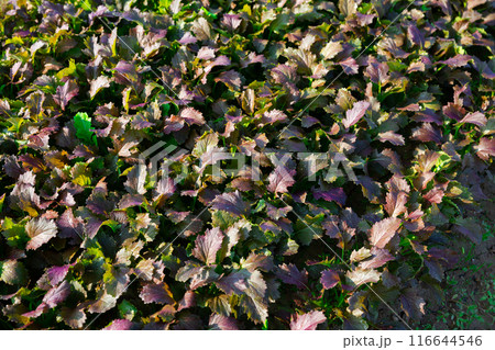 Red leafy mustard plantation in vegetable farm 116644546