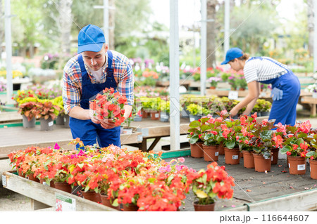 Gardener arranging blooming potted Impatiens Walleriana in garden center 116644607